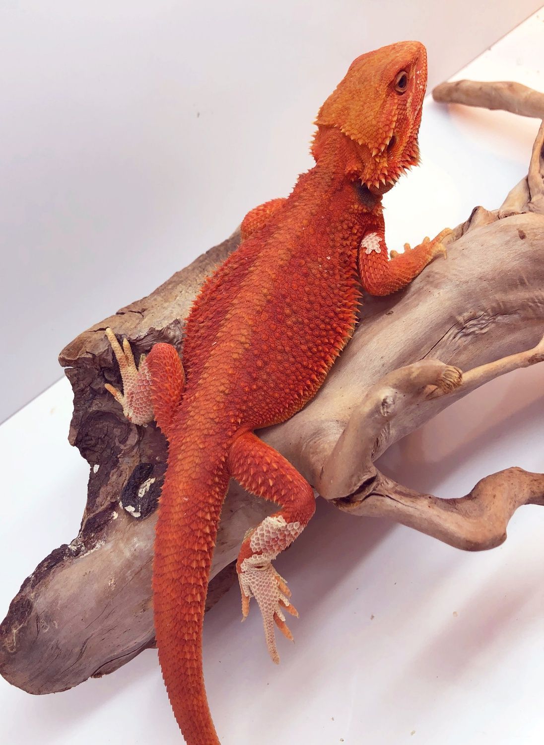 High color bearded dragon