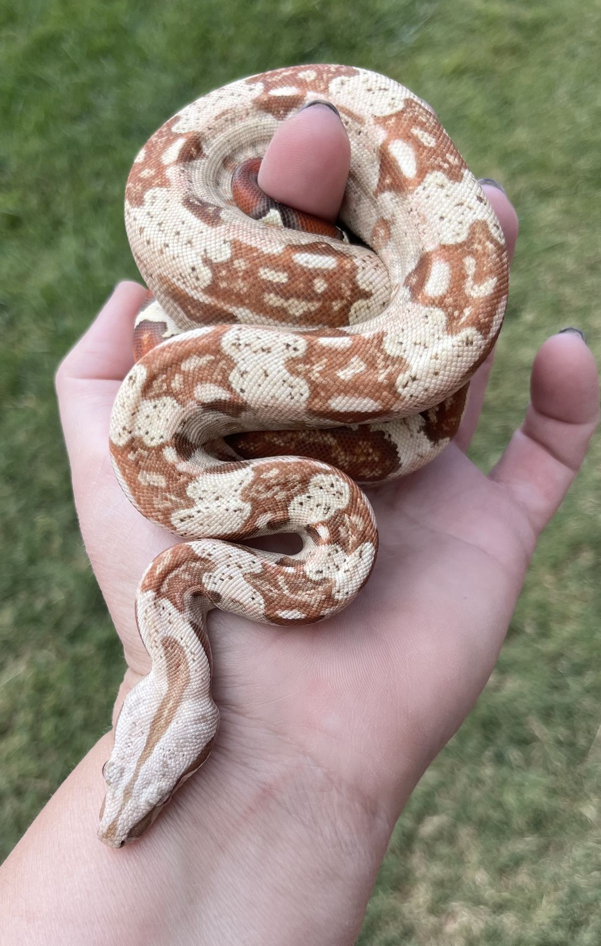 Sunglow boa